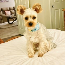Diva Dogs Day Spa