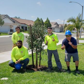 Moon Valley Nurseries - New Guava tree and the crew - Tree Services Near Me - Chino, California Moon Valley Nurseries - New Guava tree and the crew - Tree Services Near Me - Chino, California
