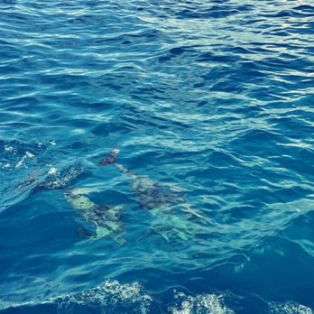 Alii Ocean Tours - More dolphins! - Boat Charters Near Me - Kailua-Kona, Hawaii Alii Ocean Tours - More dolphins! - Boat Charters Near Me - Kailua-Kona, Hawaii