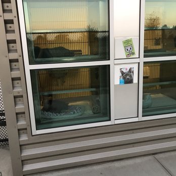 Miss Winkles Pet Adoption Center - Cats - Animal Shelters Near Me - Clovis, California