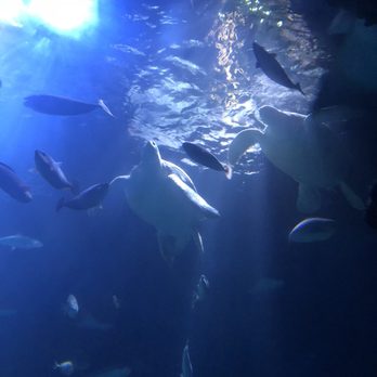 Sealife - Aquariums Near Me - London, XGL
