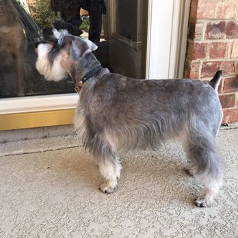 David's Pet Grooming - Mouse with probably the best schnauzer haircut  she's ever gotten. - Pet Groomers Near Me - Lewisville, Texas
