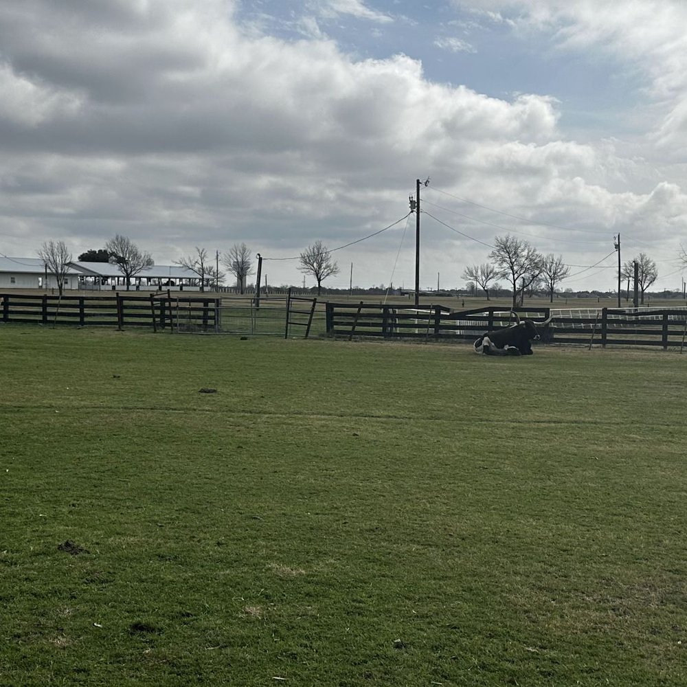 Southfork Ranch - Longhorns - Ranches Near Me - Parker, Texas