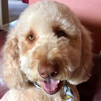 Vista Pet Groomery - Pet Groomers Near Me - Vista, California Vista Pet Groomery - Pet Groomers Near Me - Vista, California