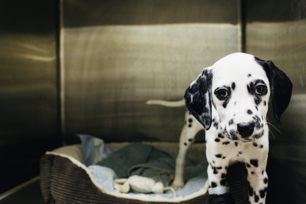 first coast veterinary specialists