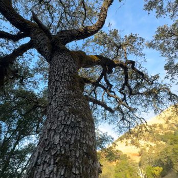 B&G Tree Service - Tree Services Near Me - Clearlake , California B&G Tree Service - Tree Services Near Me - Clearlake , California