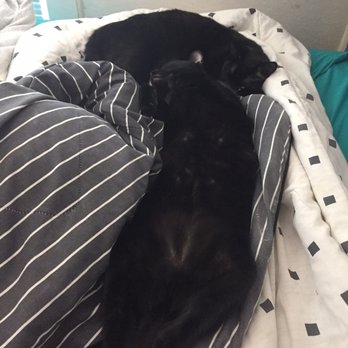 Niantic Animal Hospital - They love to sleep near each other and laying in the sun. - Veterinarians Near Me - Niantic, Connecticut Niantic Animal Hospital - They love to sleep near each other and laying in the sun. - Veterinarians Near Me - Niantic, Connecticut