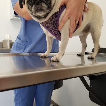 Advanced Veterinary Care Center - The exam - Emergency Pet Hospital Near Me - Davie, Florida Advanced Veterinary Care Center - The exam - Emergency Pet Hospital Near Me - Davie, Florida