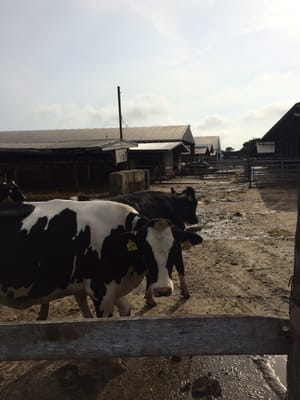 Hopkins Farm Creamery by null