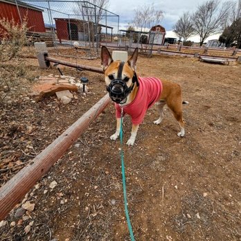 Willow Tree - Pet Training Near Me Willow Tree - Pet Training Near Me