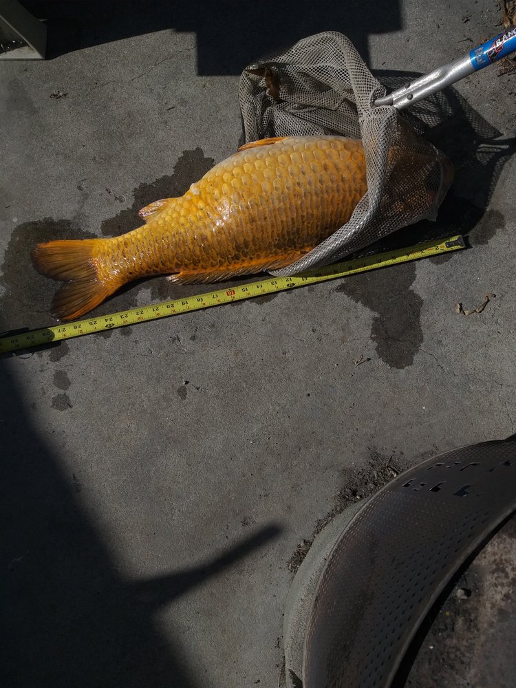 GOLDEN STATE WATER COMPANYSAN DIMAS CSA Updated September 2024 11