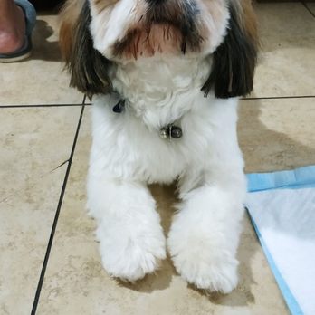 Dog Lover's Grooming - The groomer did a great job on Coco - Pet Groomers Near Me - Los Angeles, California