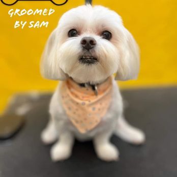 Dog Grooming Shop - Pet Groomers Near Me - Arlington, Texas Dog Grooming Shop - Pet Groomers Near Me - Arlington, Texas