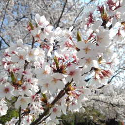 長居公園 77 Photos Parks 長居公園1 26 大阪市 東住吉区 大阪府 Japan Phone Number Yelp