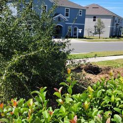 Traveling Trees Garden Center - Front Yard Oak Tree Removal complete
