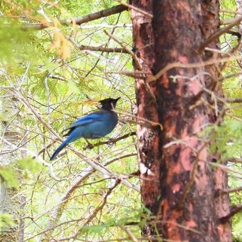 Heart Rock - A Stellers Jay!! - Hiking Near Me - Crestline, California