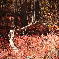 Stillwell Woods Park
