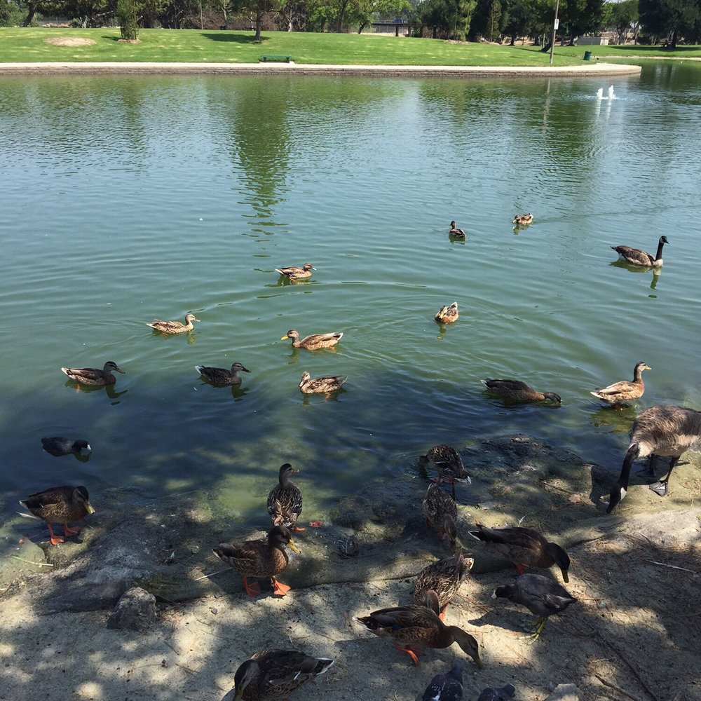 Wilderness Park - Parks Near Me - Downey, California Wilderness Park - Parks Near Me - Downey, California