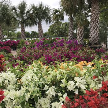 Backbone Valley Nursery - Seasonal color and large palm trees. - Nurseries & Gardening Near Me - Marble Falls, Texas Backbone Valley Nursery - Seasonal color and large palm trees. - Nurseries & Gardening Near Me - Marble Falls, Texas