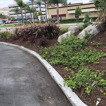 Los Gatos - Tree Services Near Me - Santa Ana, California Los Gatos - Tree Services Near Me - Santa Ana, California