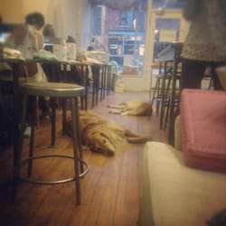 The Workroom Studio - Gordon and Maisy lounging out at the workroom.