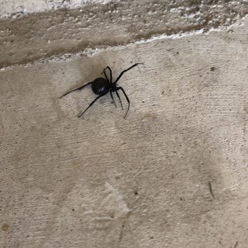 LYNX Pest Control - Round Rock black window - Pest Control Near Me - Round Rock, Texas LYNX Pest Control - Round Rock black window - Pest Control Near Me - Round Rock, Texas