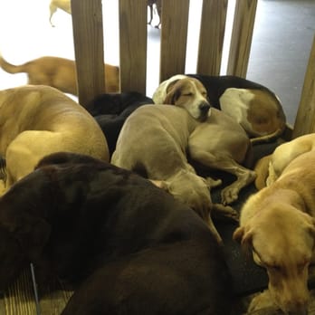 Paw Pals - Pet Sitting Near Me - Franklin, Tennessee Paw Pals - Pet Sitting Near Me - Franklin, Tennessee