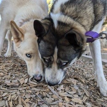 K9 Cancun - Pet Boarding Near Me - Citrus Heights, California K9 Cancun - Pet Boarding Near Me - Citrus Heights, California