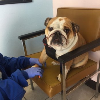 Golden Touch Pet Grooming - Pet Services Near Me - Albuquerque, New Mexico