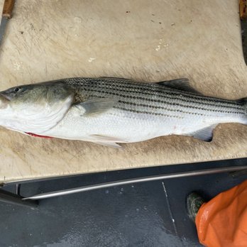 Captain Lou Fleet - Striper - Boat Charters Near Me - Freeport, New York
