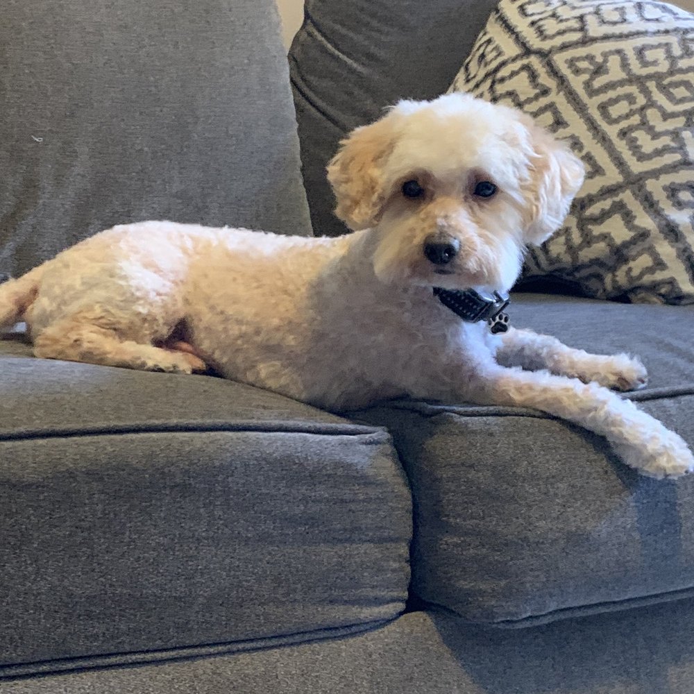 We Groom Pets - Here's my pupper after his new cut ! - Pet Groomers Near Me - Downey, California We Groom Pets - Here's my pupper after his new cut ! - Pet Groomers Near Me - Downey, California