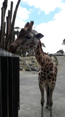 Wellington Zoo by null
