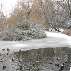 Schäfersee - Am Nordufer kann man die Enten Füttern. Bitte Futter nur an Land geben!!!