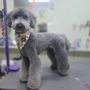 Photo of Dog Tales Pet Spa