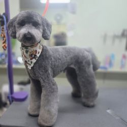 Dog Tales Pet Spa