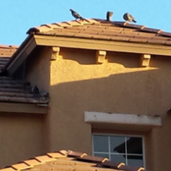 The Pigeon Man