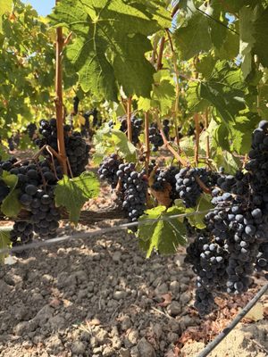 Bread & Butter Wines by null