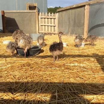 Ostrichland USA - Attraction Farms Near Me - Solvang, California Ostrichland USA - Attraction Farms Near Me - Solvang, California