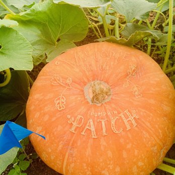 The Pumpkin Patch - Pumpkin Patches Near Me - San Luis Obispo, California