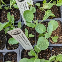 The Patio Farmer