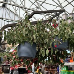 Lowe's Home Improvement