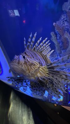 St. Louis Aquarium at Union Station by null