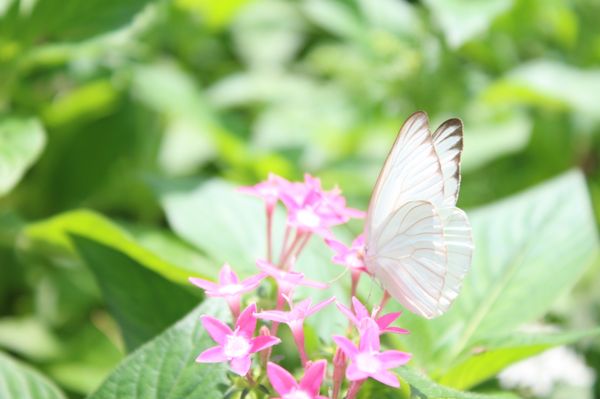 Huntsville Botanical Garden by null