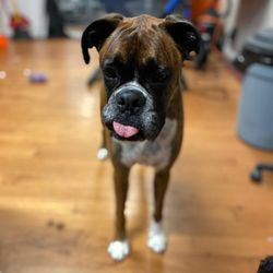 Doggie Styles - Borris