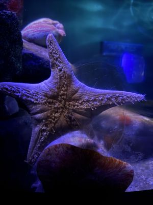 Texas State Aquarium by null