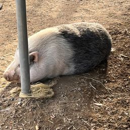 Millie the pig