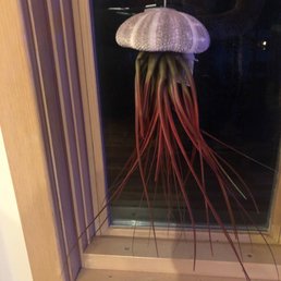 Jellyfish airplants Jellyfish airplants
