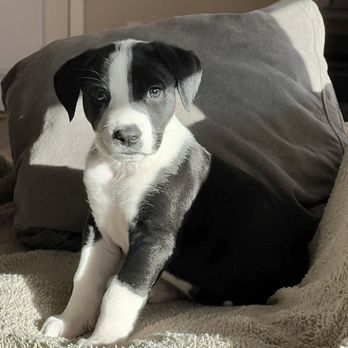 Pet Cure Veterinary Center - Veterinarians Near Me - Los Angeles, California
