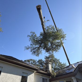 A J Tree Service - Tree Services Near Me - Sacramento, California A J Tree Service - Tree Services Near Me - Sacramento, California