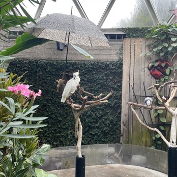 Bloedel Conservatory - Botanical Gardens Near Me - Vancouver, British Columbia